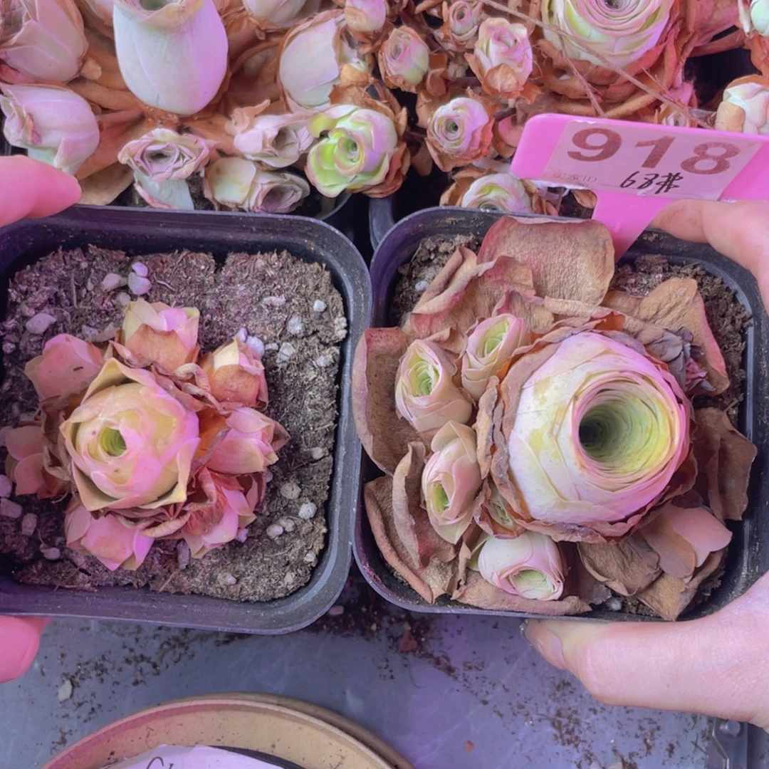 一物一拍两颗一物一拍918