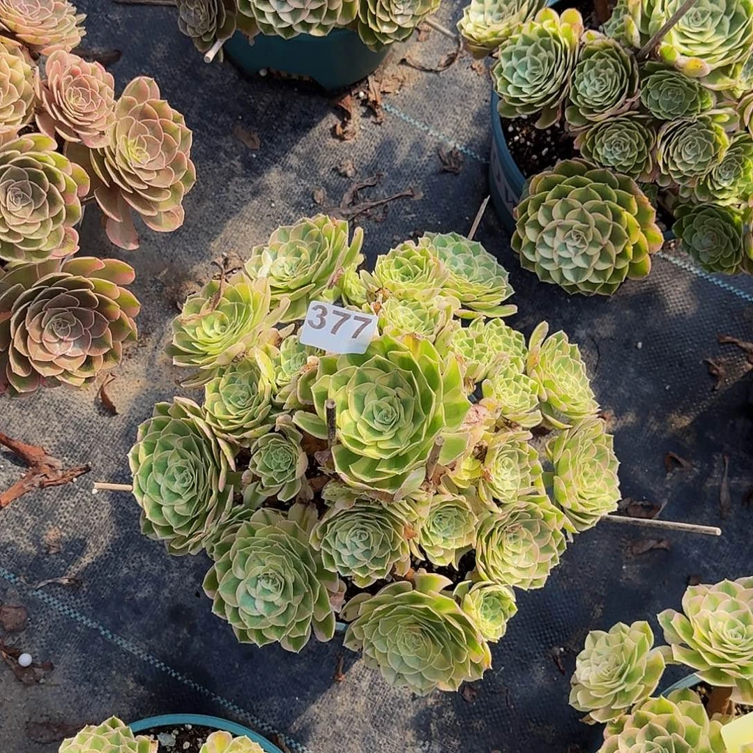 377火龙果法师植物