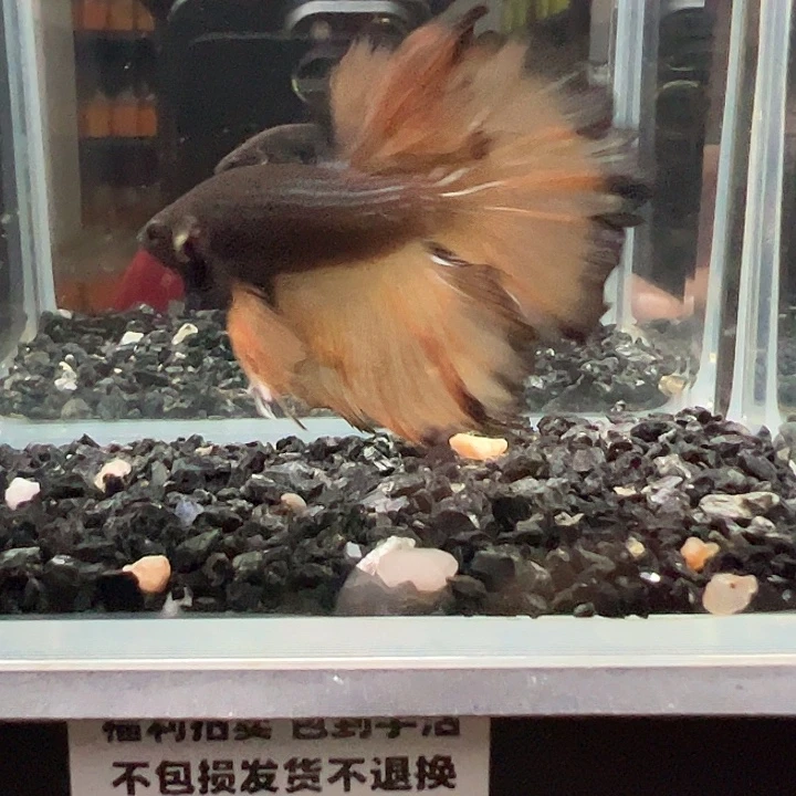 斗鱼一单包邮14日46