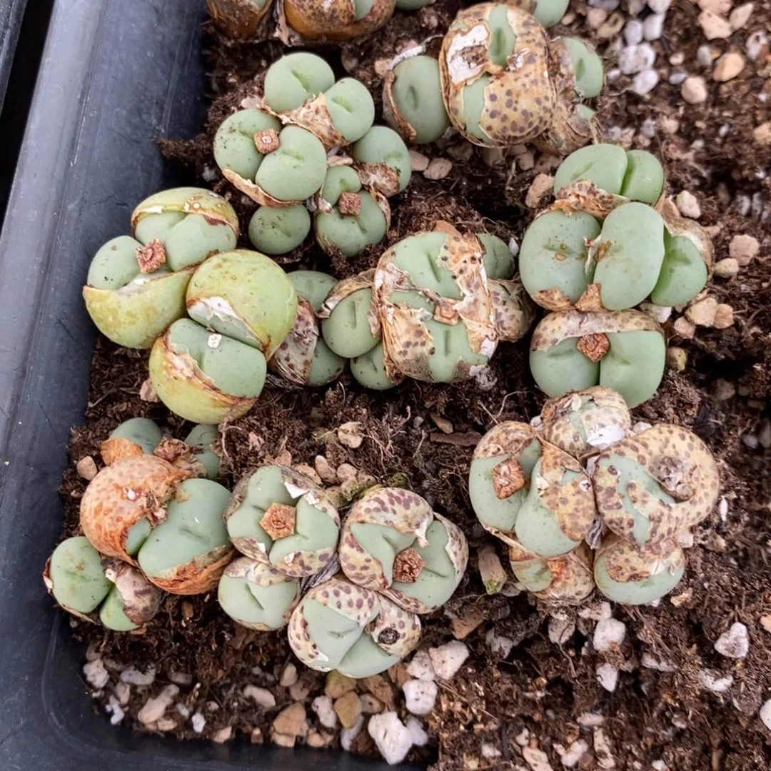 2315大型紫花饼一群。