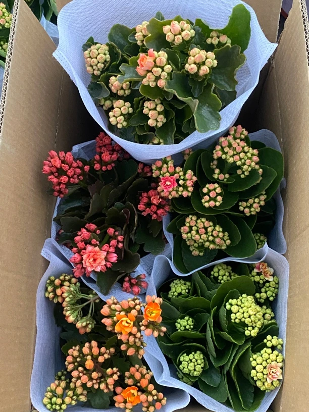 五盆五色长寿花盆栽重瓣大花四季开花室内绿植好养花卉