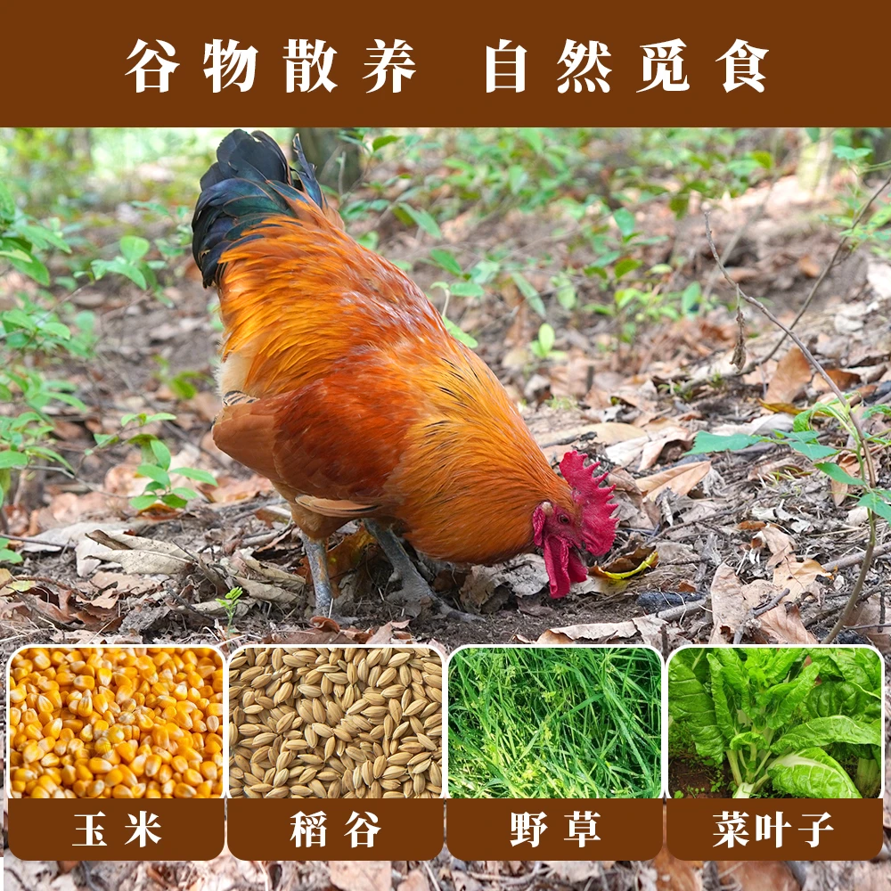 【亿众源散养大公鸡】户外大山放养大公鸡6个月黑爪土鸡现拍七五杀