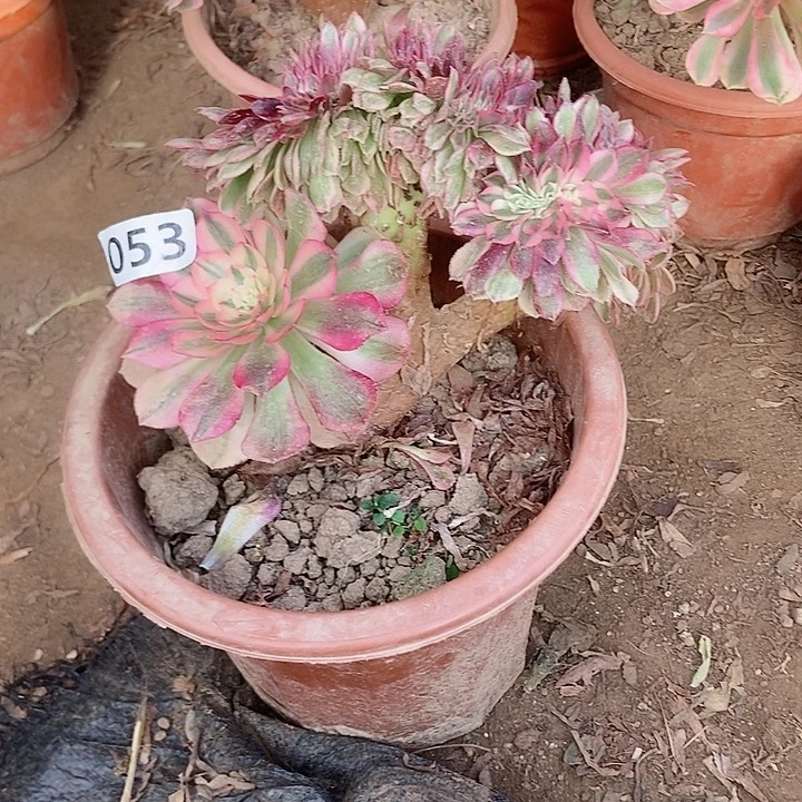 053倾城小板子法师缀老