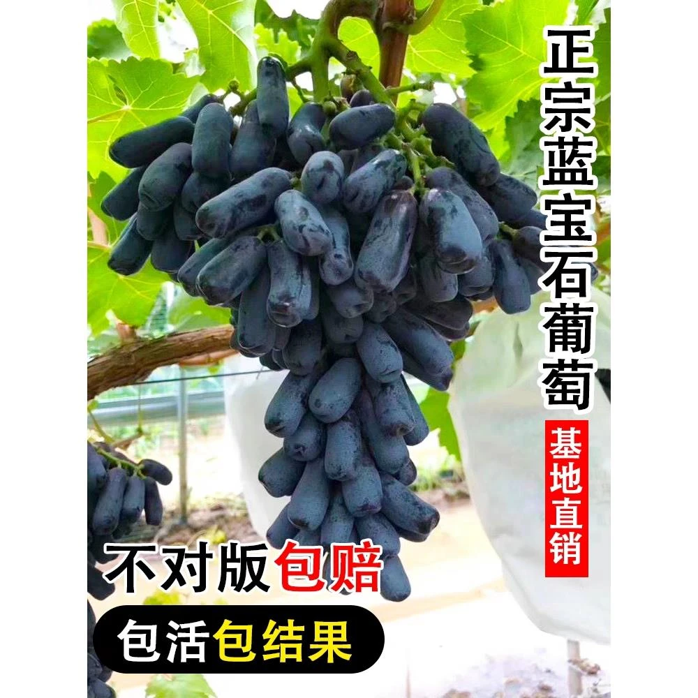 葡萄树苗大果耐寒高甜度葡萄苗盆栽地栽南方北方种植当年结果苗