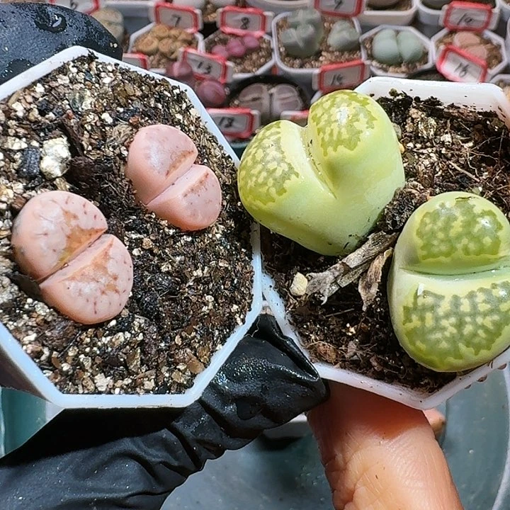 H***3生石花2333:      218