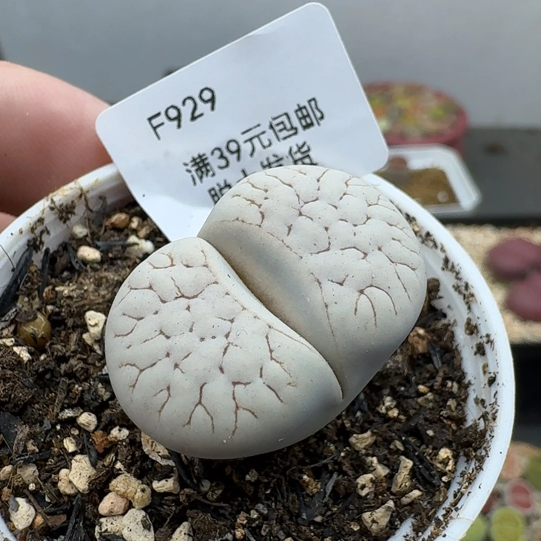 929多肉哈哈哈哈哈哈哈