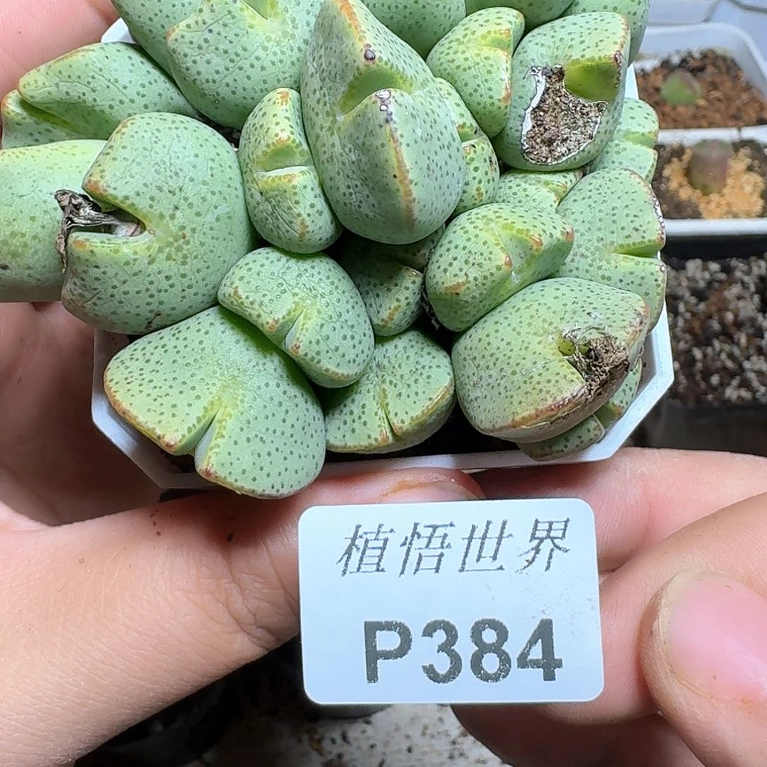 384盒多肉植物哇vvvg