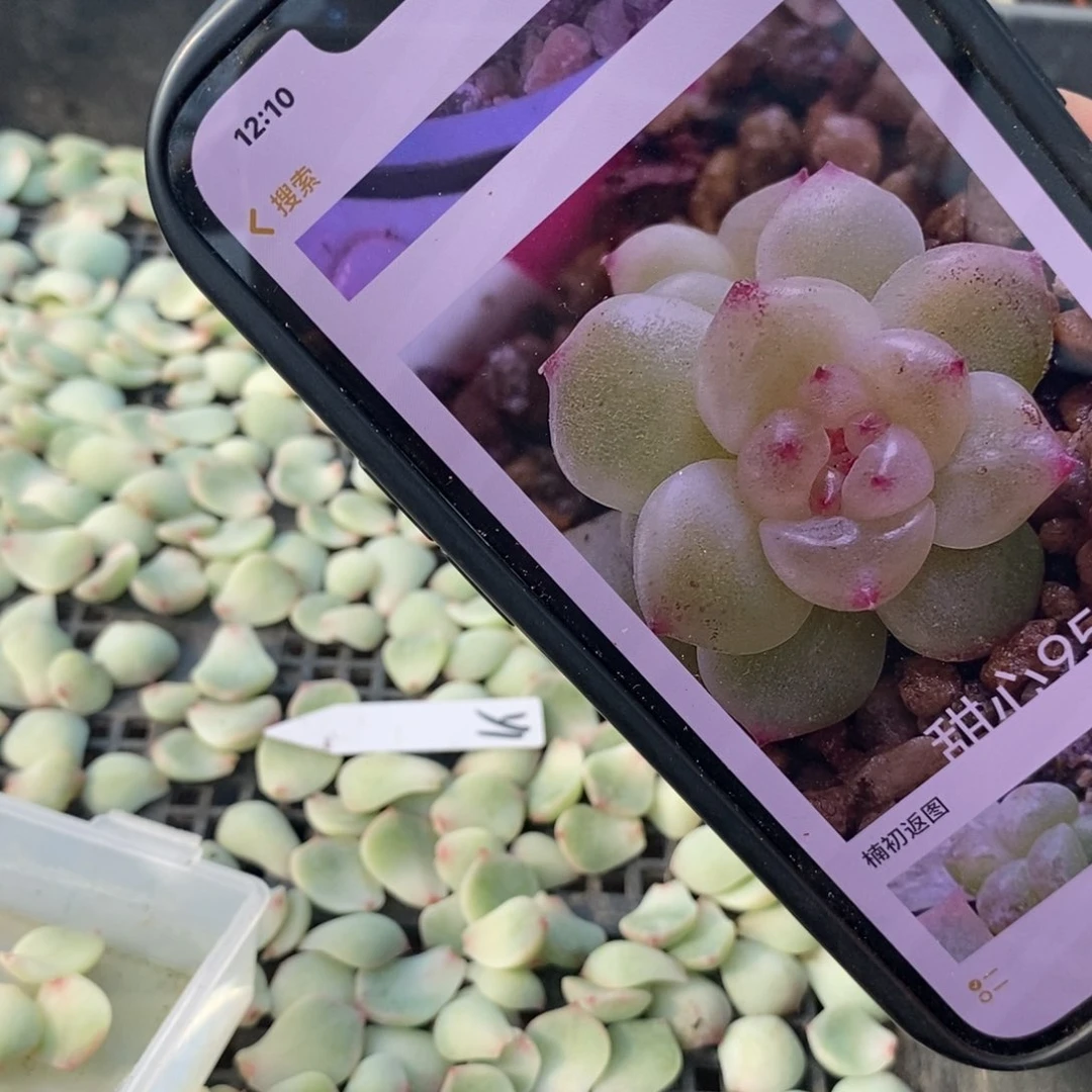 甜心y1一片多肉叶子