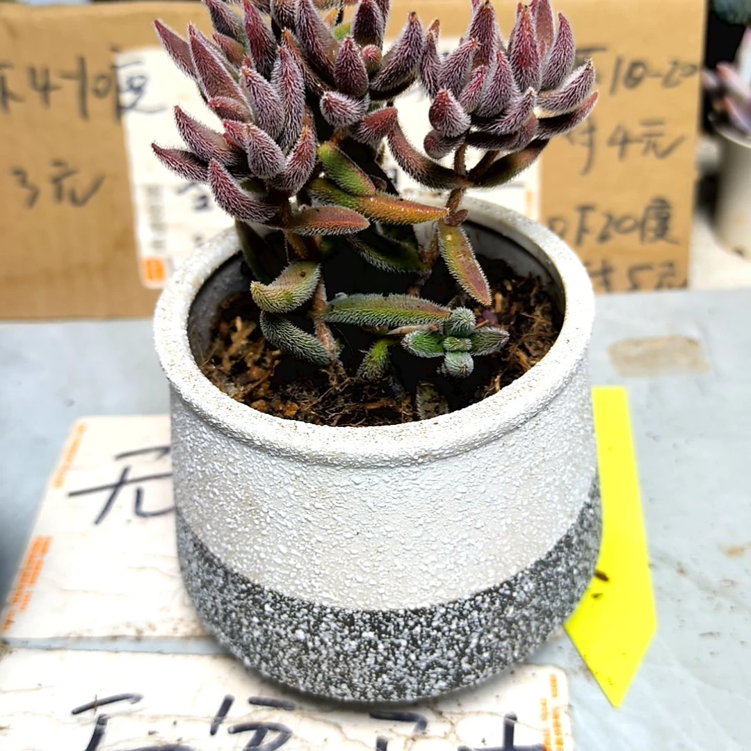 满6元包邮，红绒针老庄多头福利