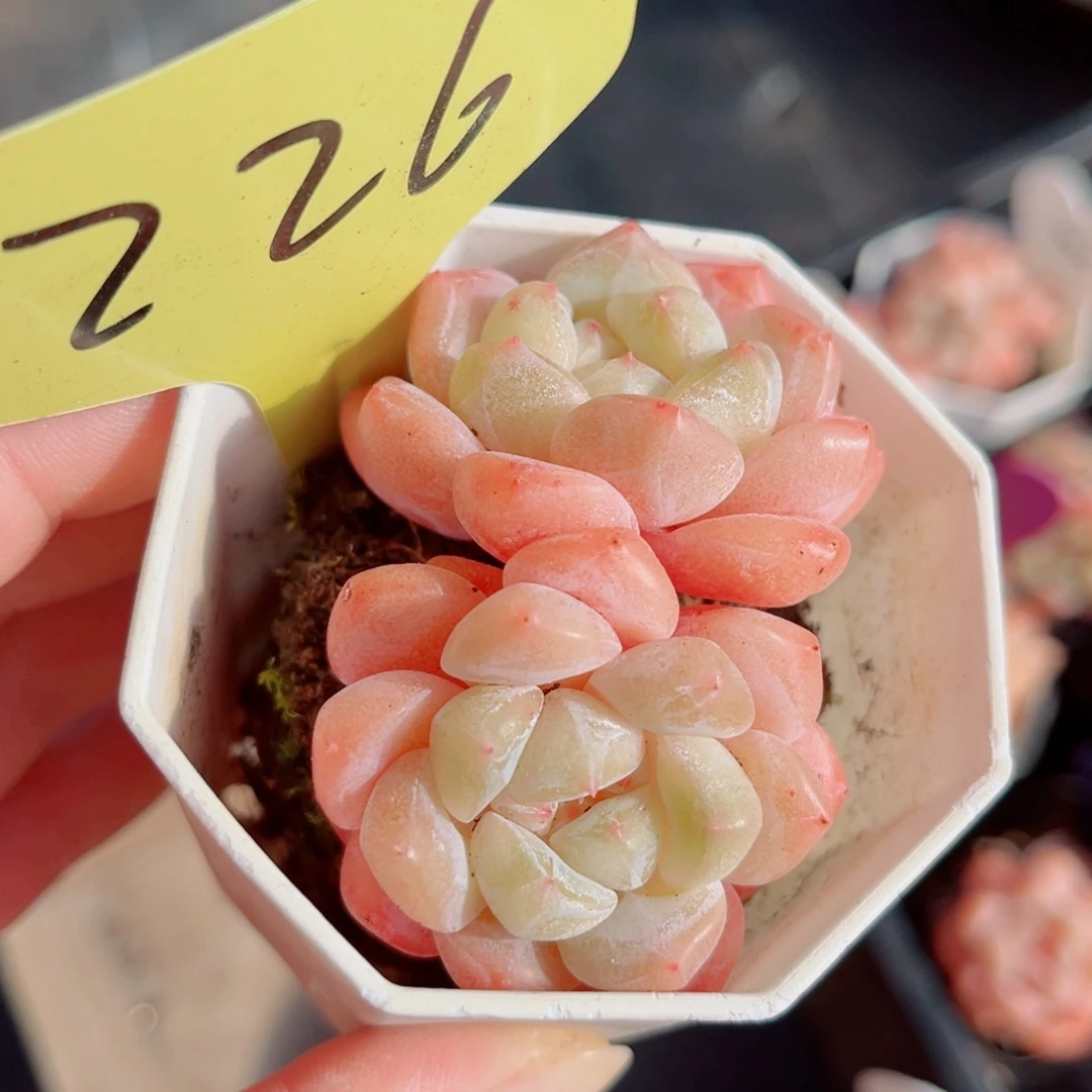 226号小老桩糖心双头