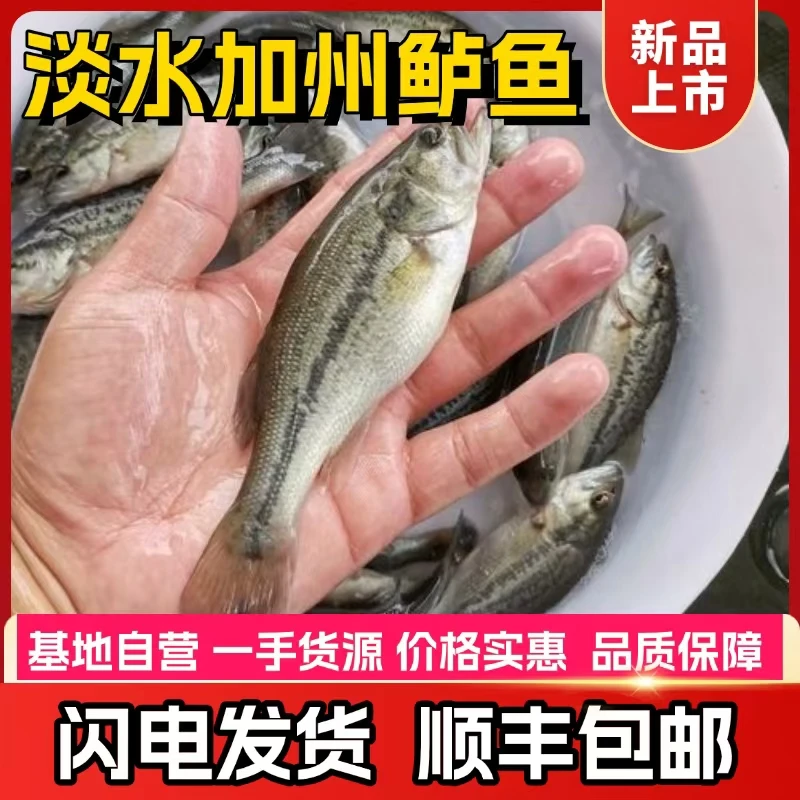 【顺丰包邮】淡水鲈鱼优鲈三号加州鲈鱼水族活体鱼
