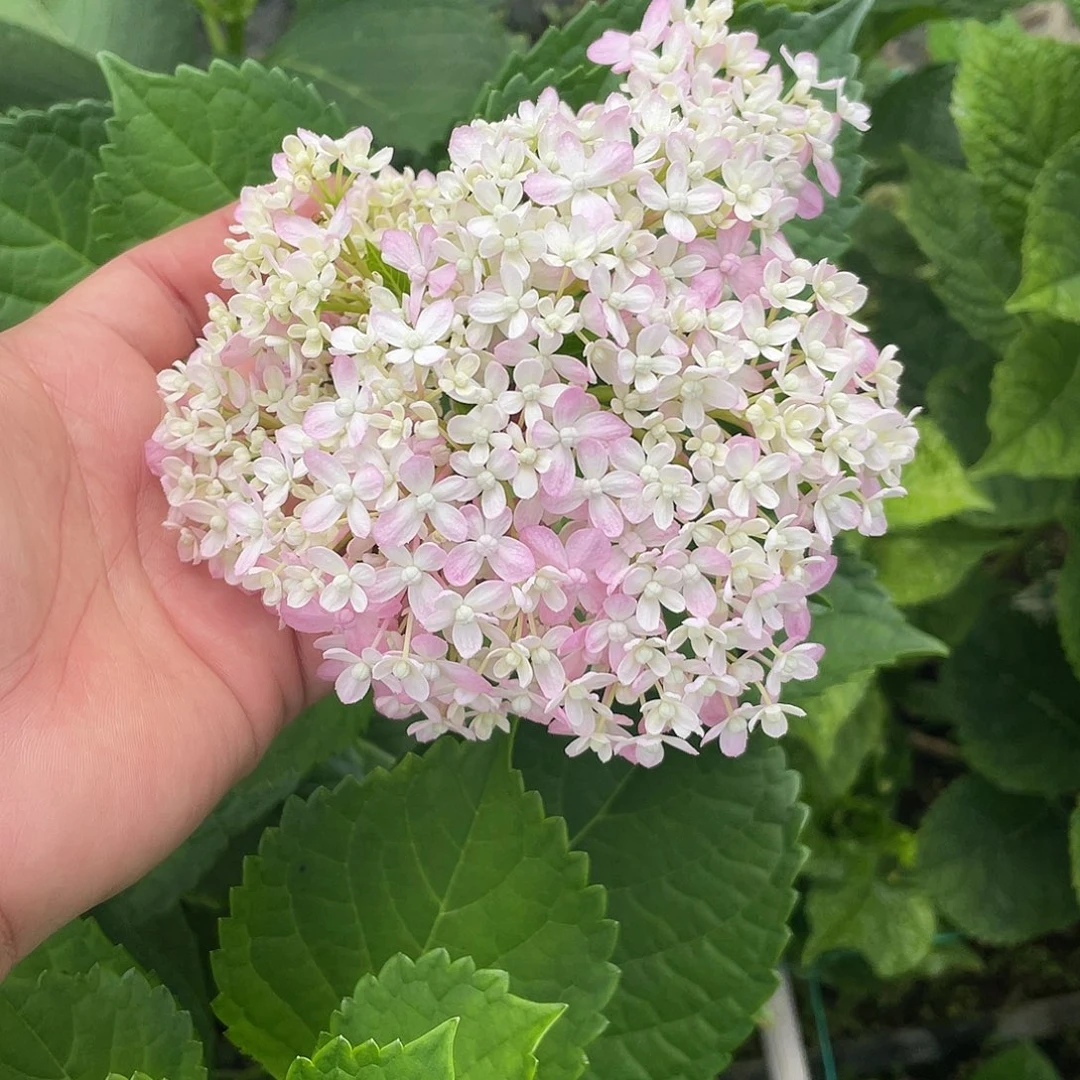 绣球切花一物一拍3枝包邮，48
