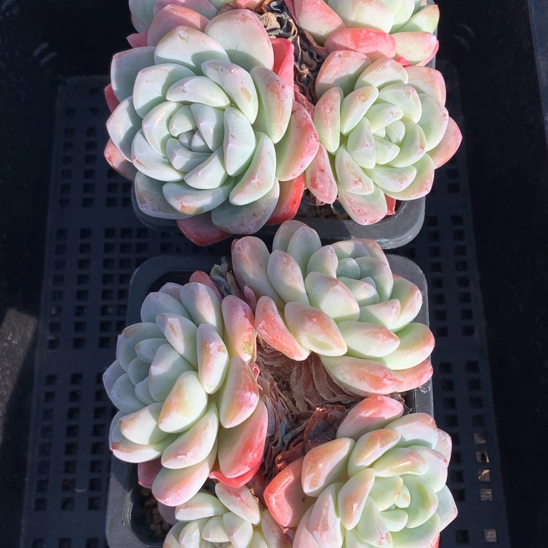 1215-08 老桩冰玉
