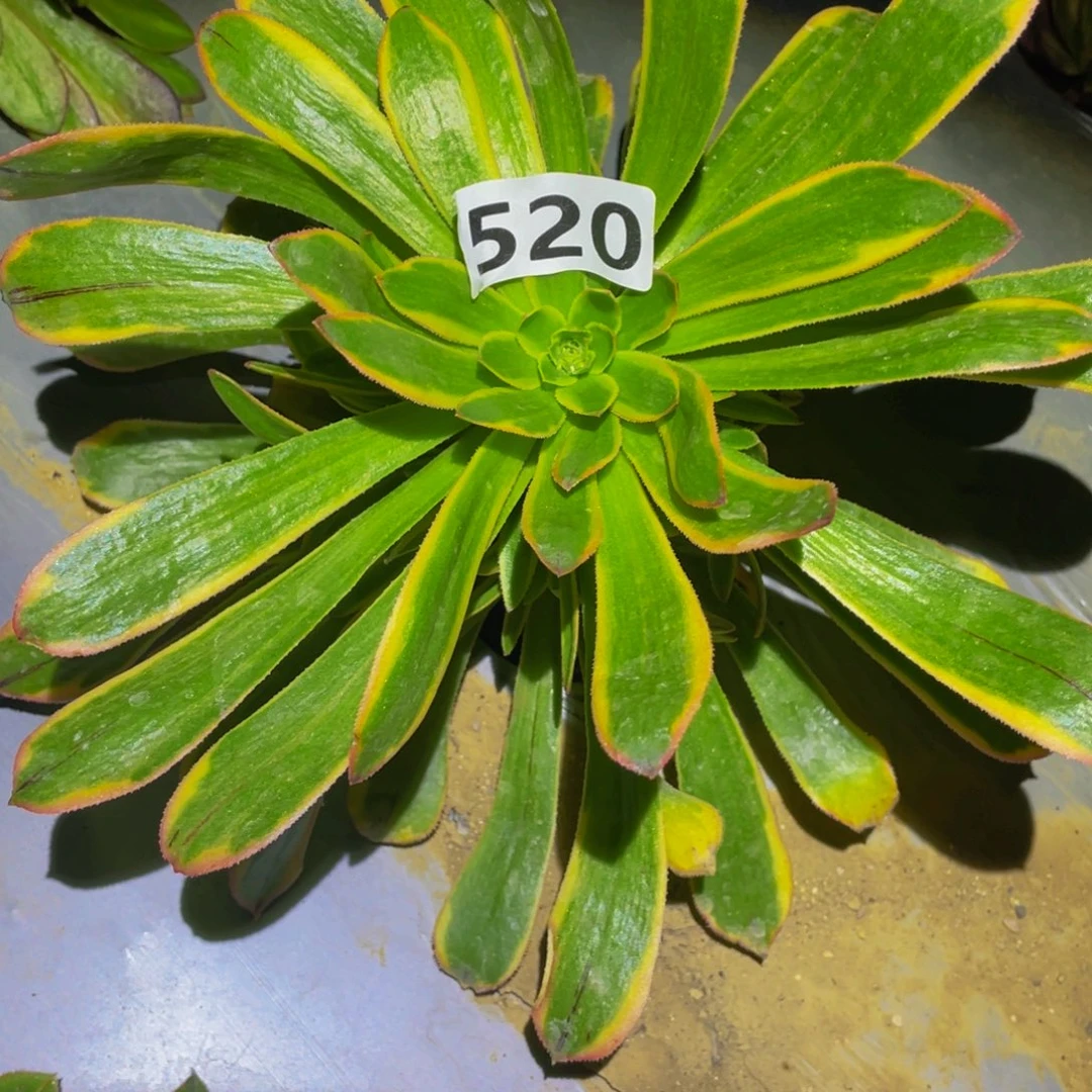 虞姬的日子多肉植物多肉520