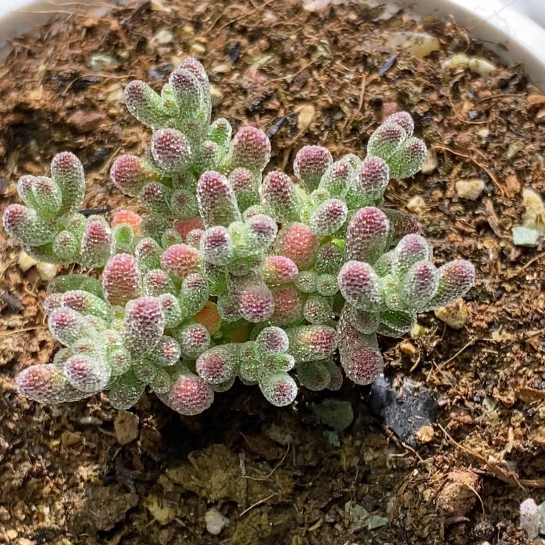 不****?冰晶枝干番杏D819