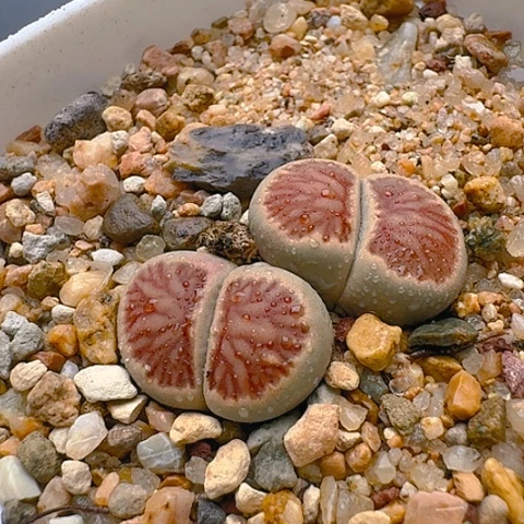 1674菊红窗菊花纹带盆土双头