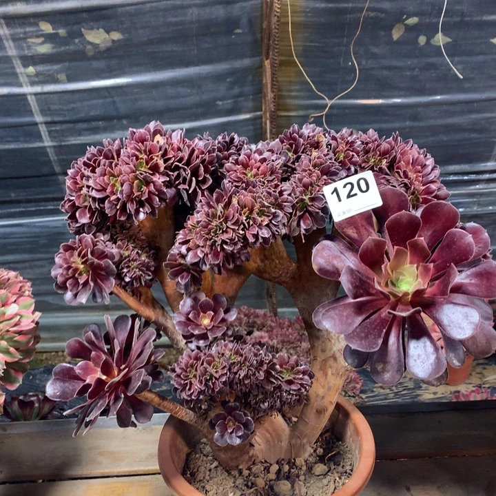 120欧紫缀多肉法师