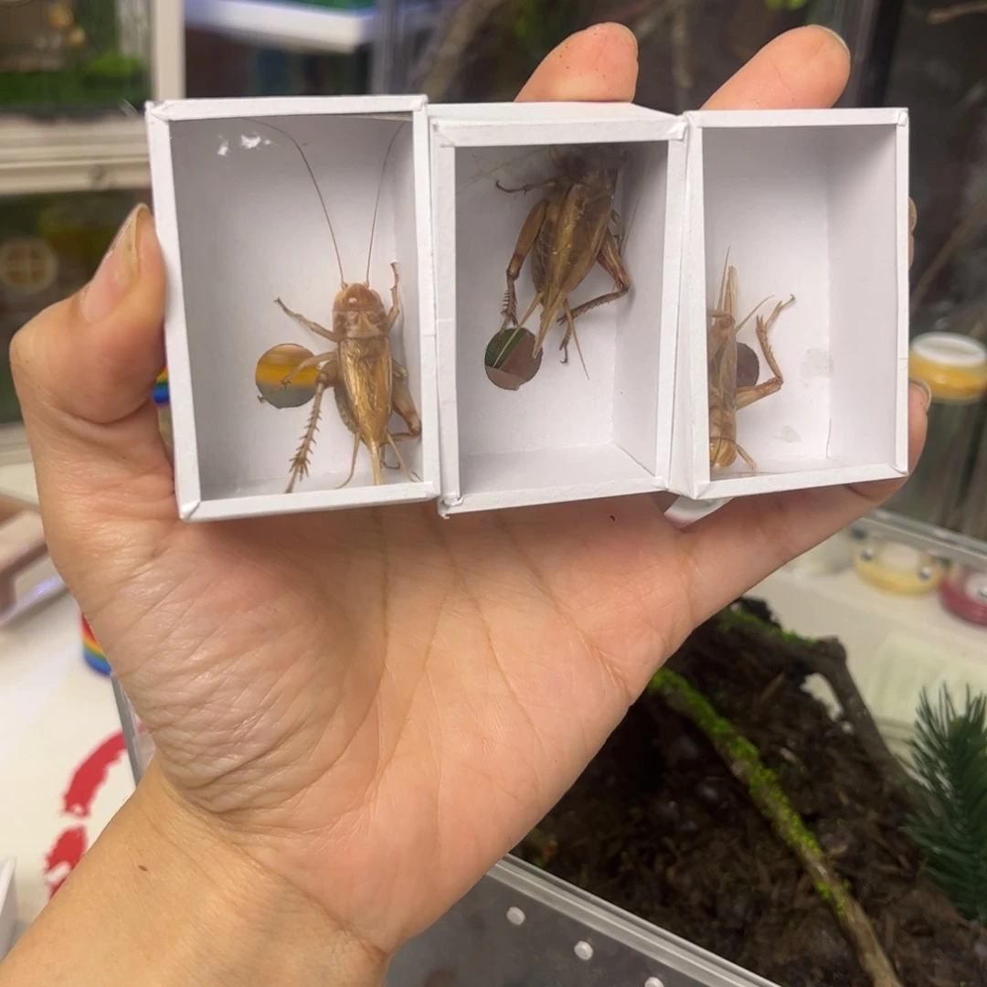 油葫芦3只冰糖玉眼拍拍拍