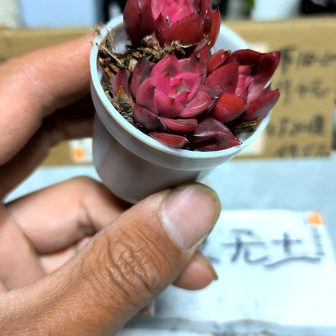 满6元包邮，血钻三颗老苗新品