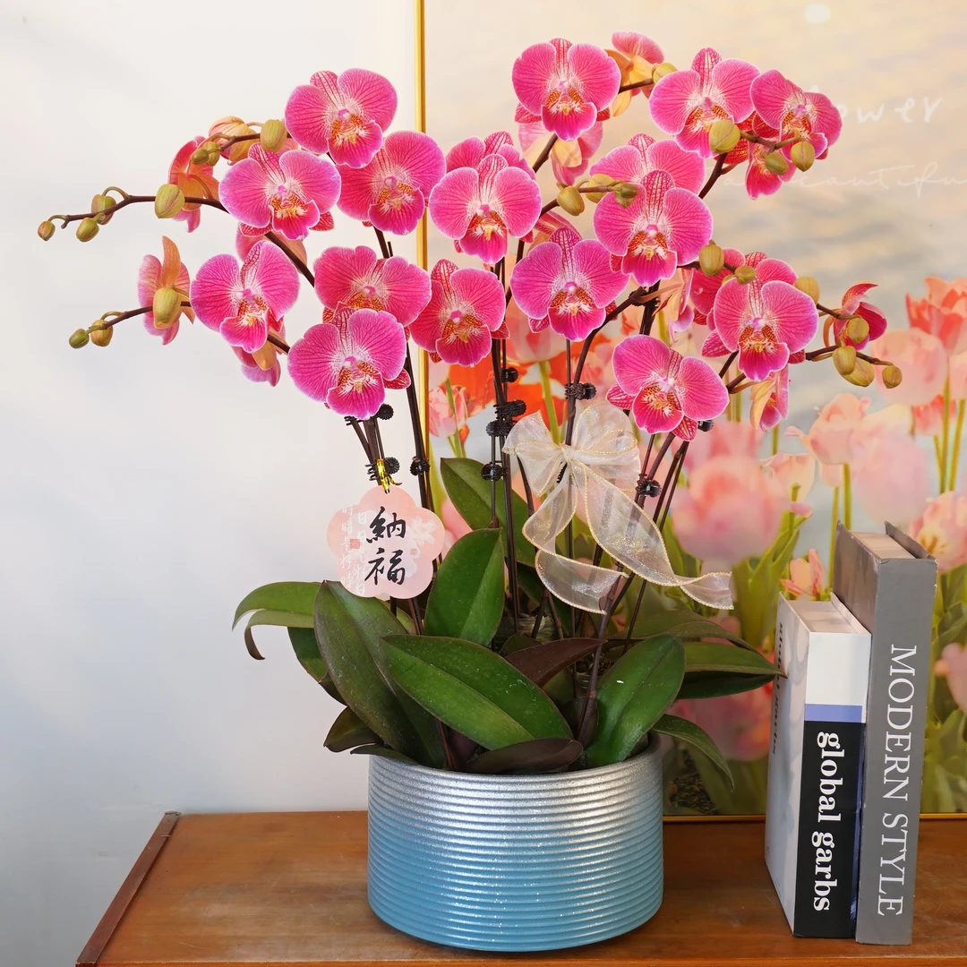 【福星】年宵花爆款 富贵蝴蝶兰 大组盆 花苞多发货