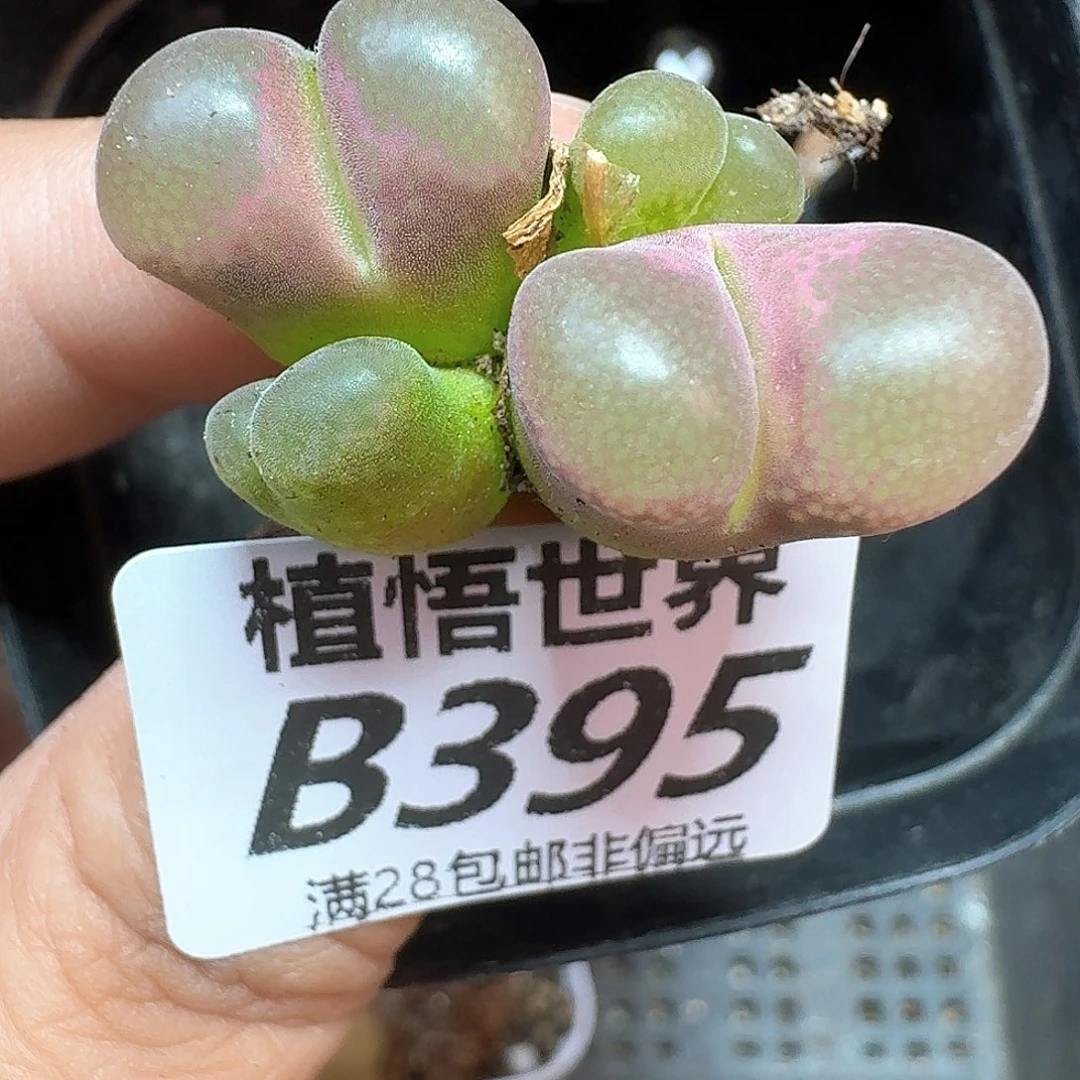 多肉植物的润泽额f g