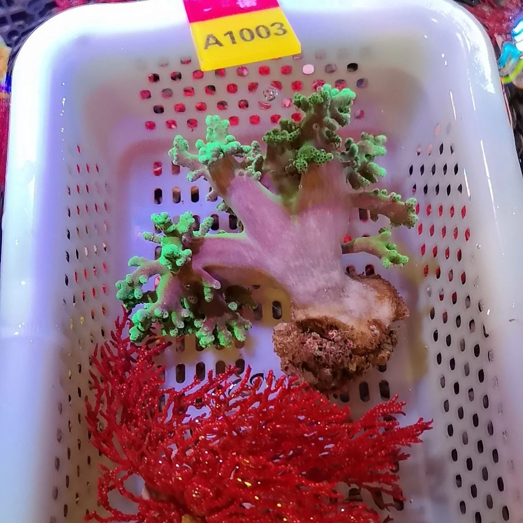 纽扣珊瑚套餐圣诞树