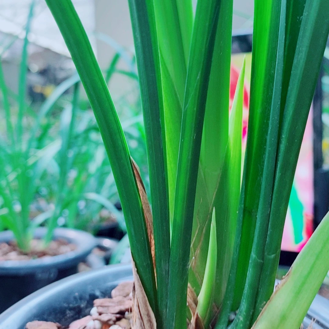 当前无花栽培后可以开花