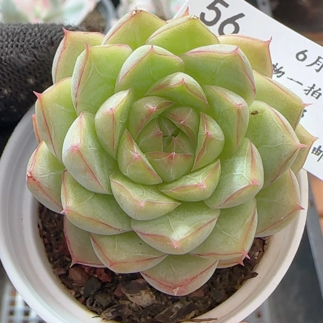 0617-56女王玫瑰