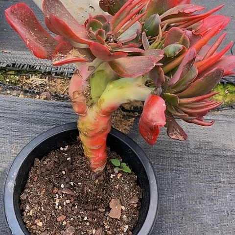 小****红酒杯缀26027