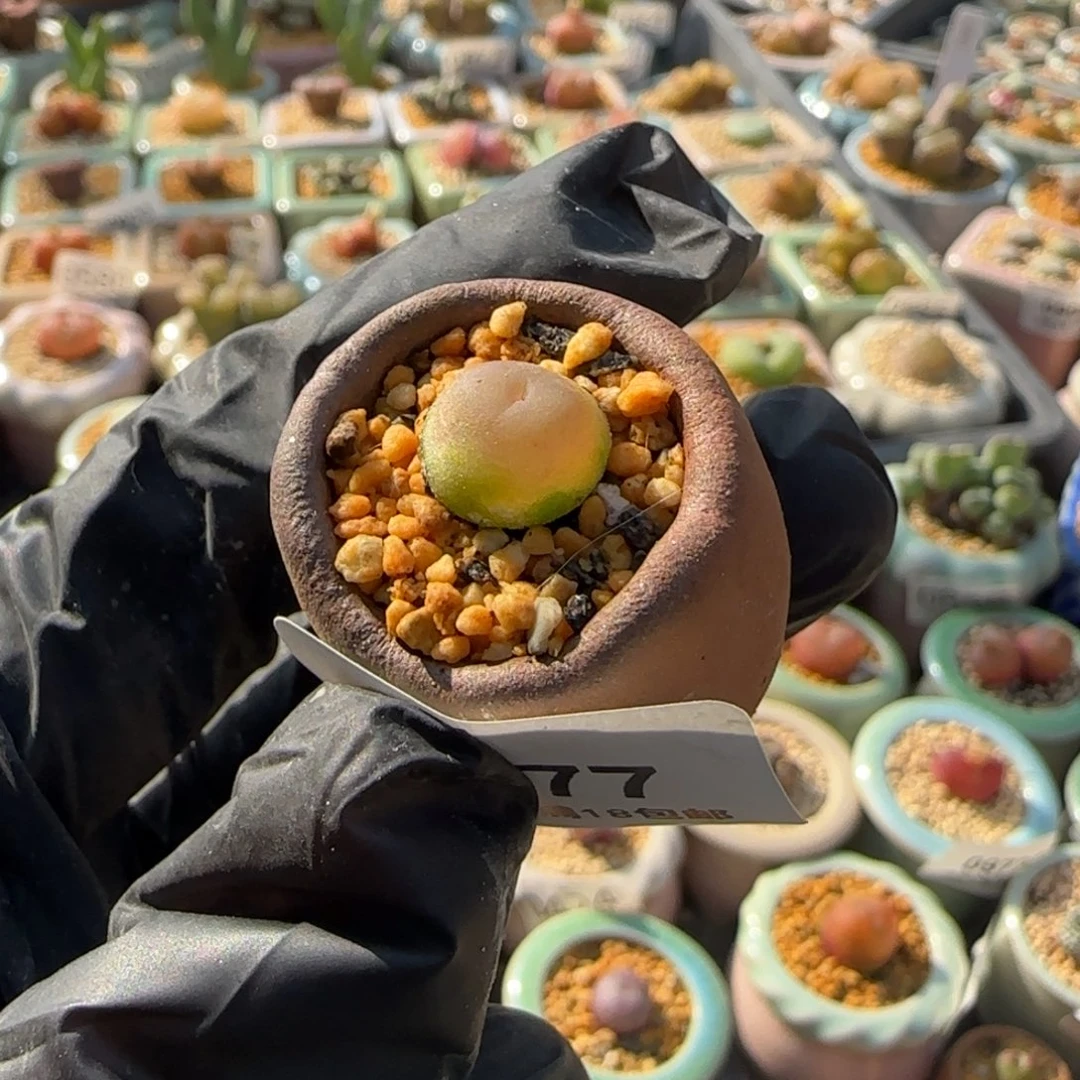 0977 -一物一拍 带盆