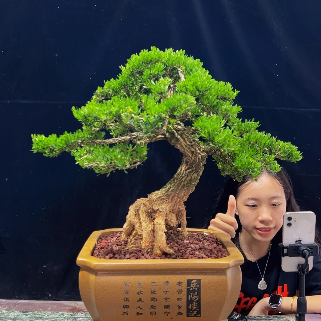 无花朵广东黄杨四季常青