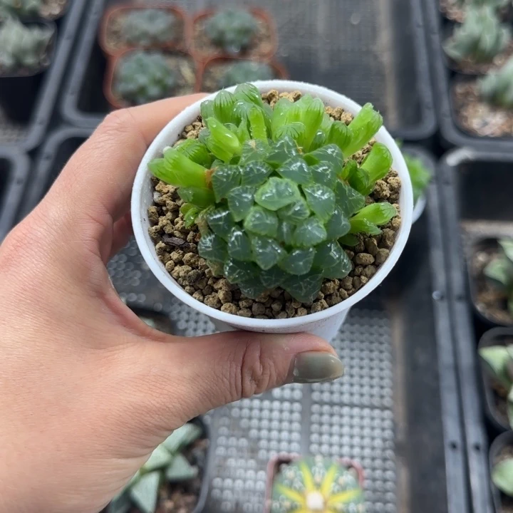 白盘糯姬群多肉植物