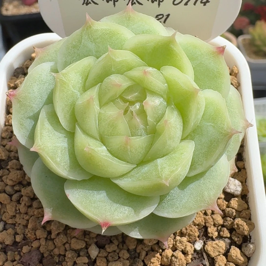 0714-021-无心绿单头