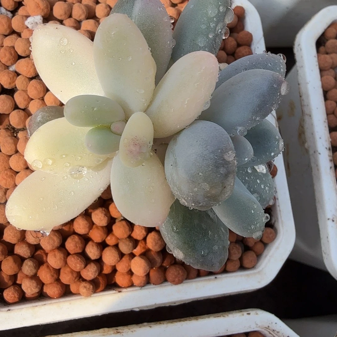 奶酪锦，双头，一头腹轮锦