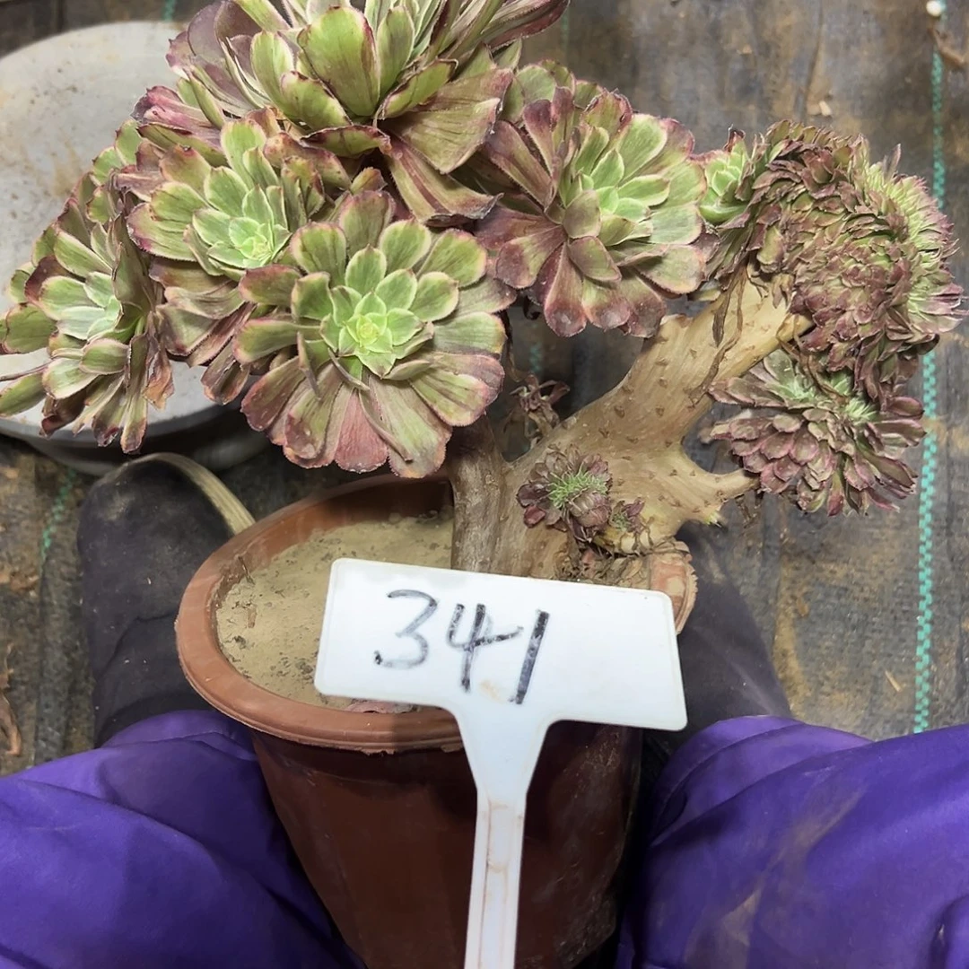 多肉植物水墨画缀花341小损