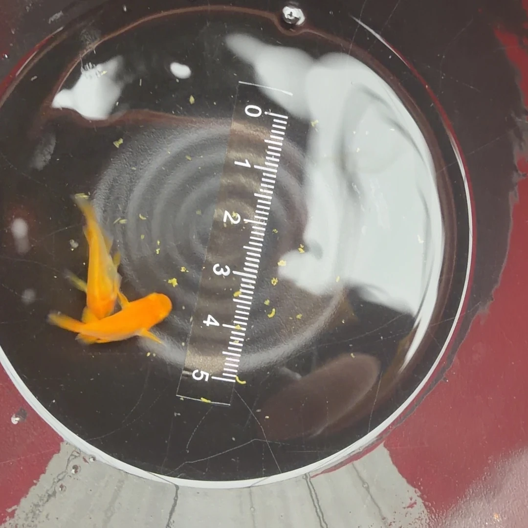 青鳉鱼观背青鳉10