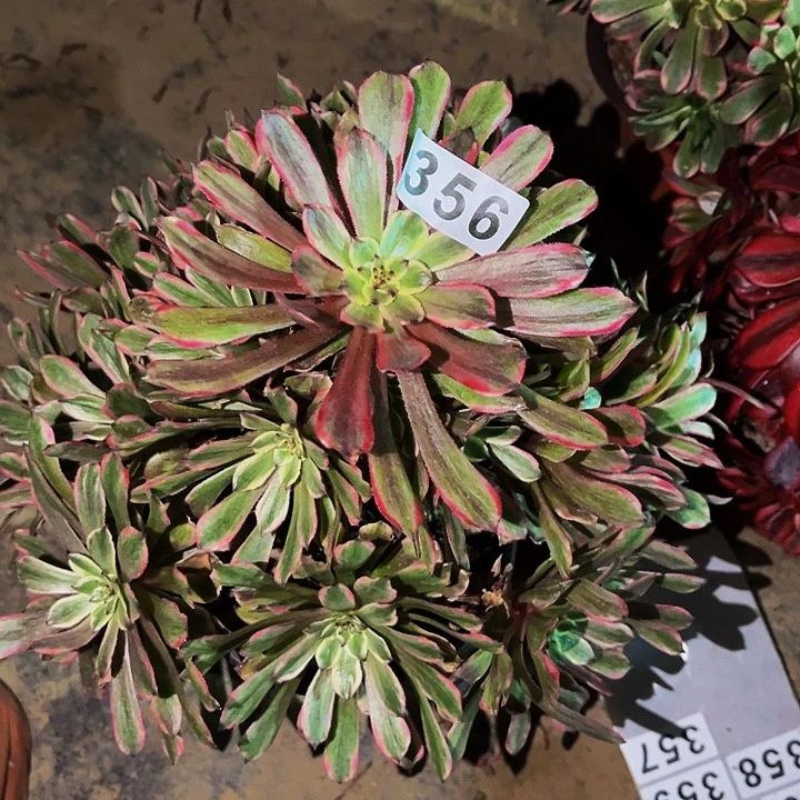 356粉黛多头植物