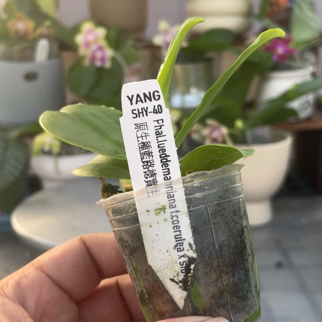 完全开放SHY40蓝路德，1.7杯苗