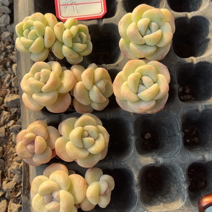 娇一物一拍专拍专拍