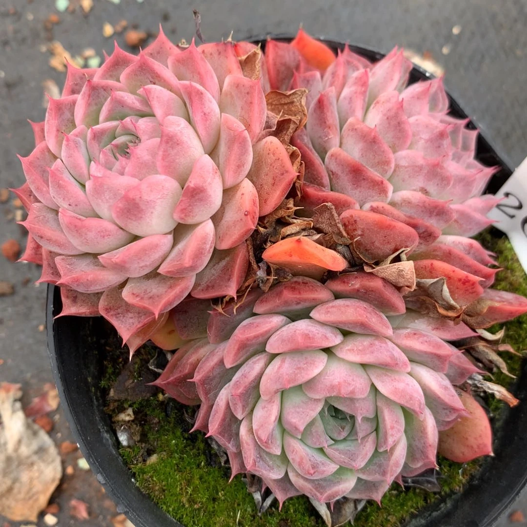 2607新年快乐发发发