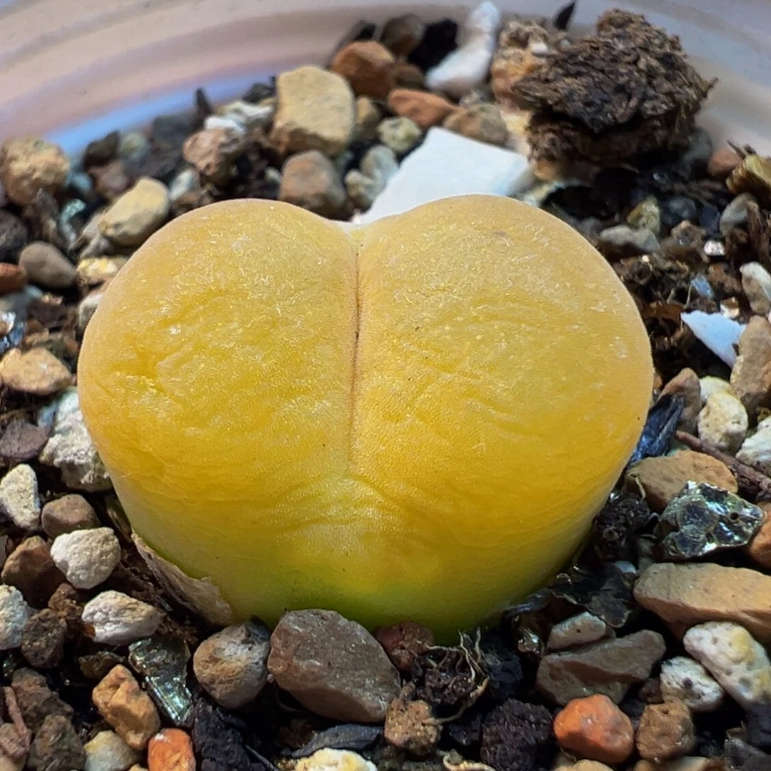 022多肉植物种类多样