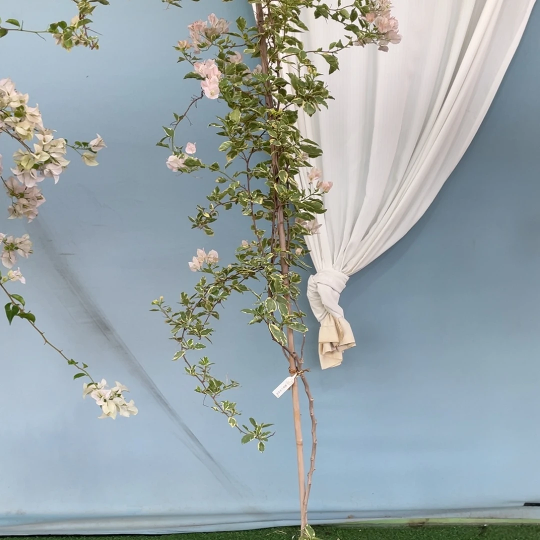 无花朵1715小斑叶掉花不售后
