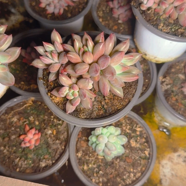 虞美人5头福利1111111