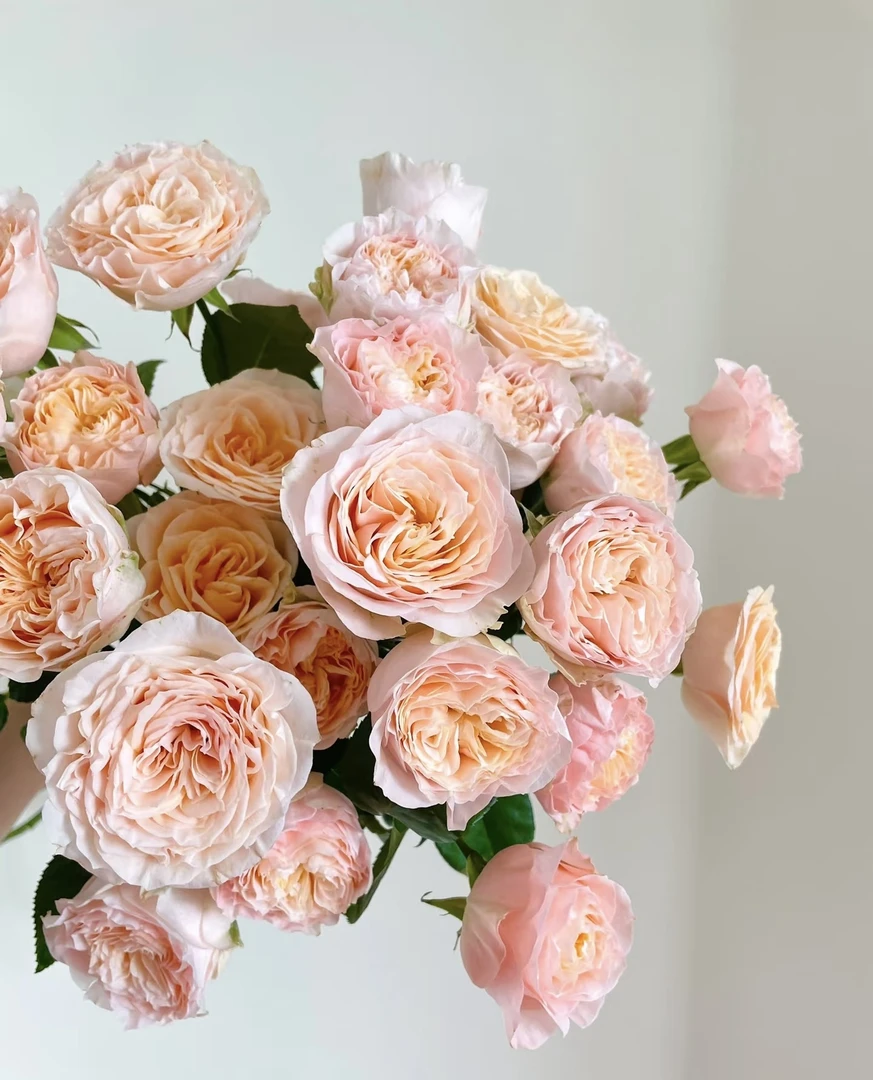 【米奇多头玫瑰】任意两单及两单以上鲜花顺丰冷链包邮发货