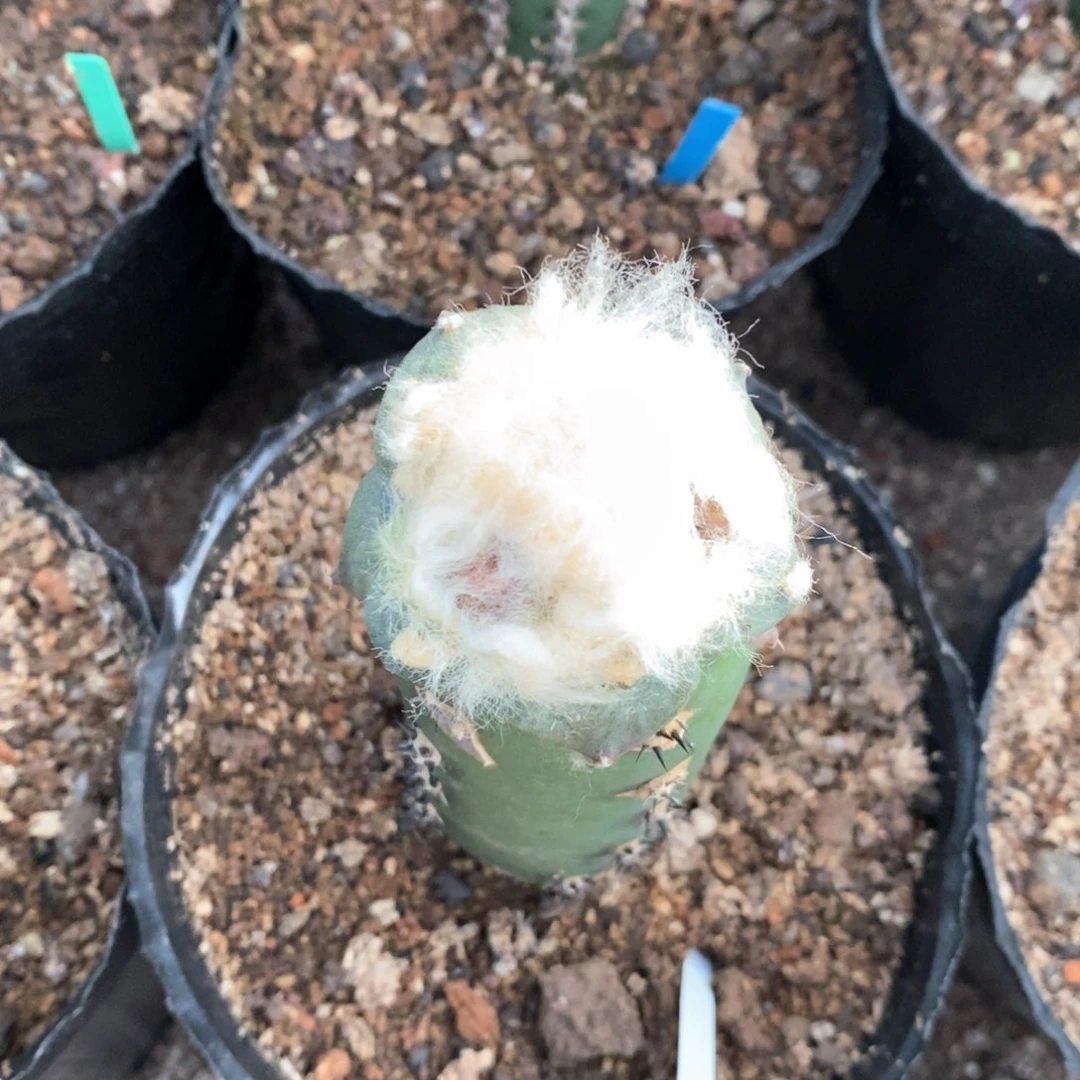 九***邮无花朵牡丹牡丹牡丹