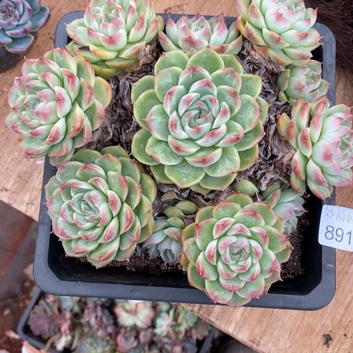 风***绿8916杂交老桩基地～18厘米