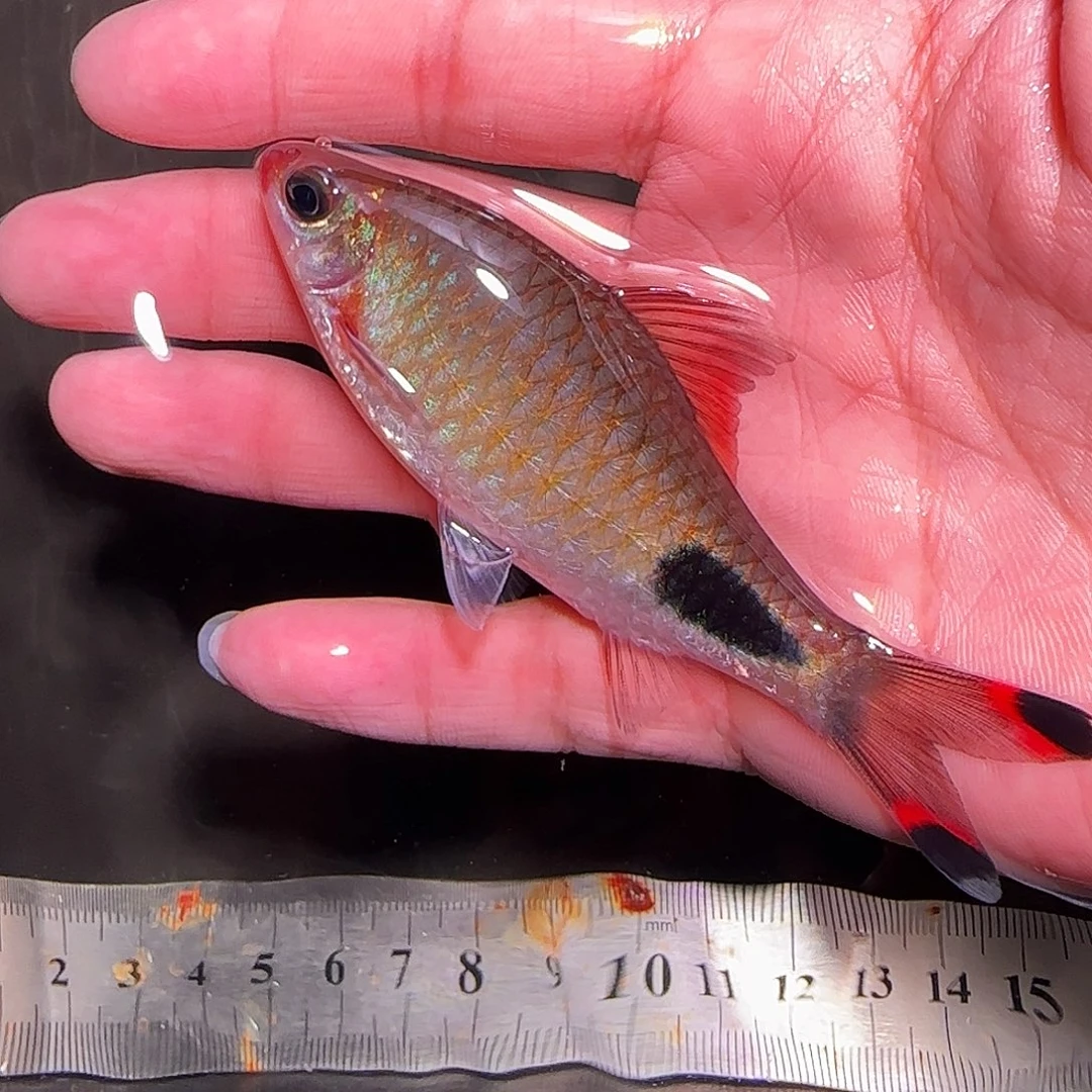 灯科鱼红杂蓝33333