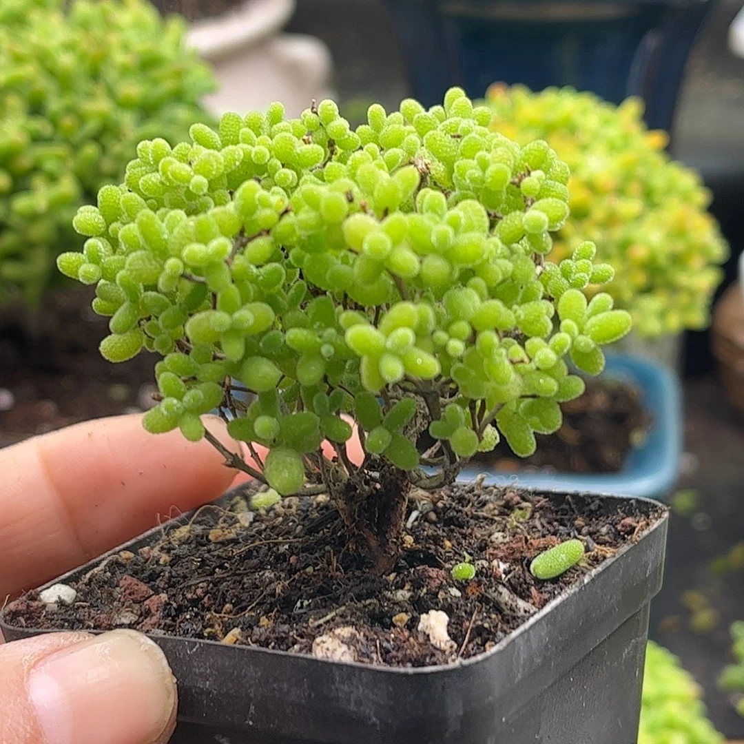 003蜜桔糖球优选枝干