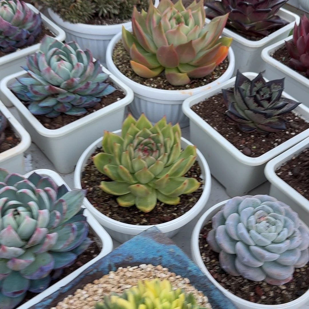 依****8888 寄养发货 依玲姐 多肉