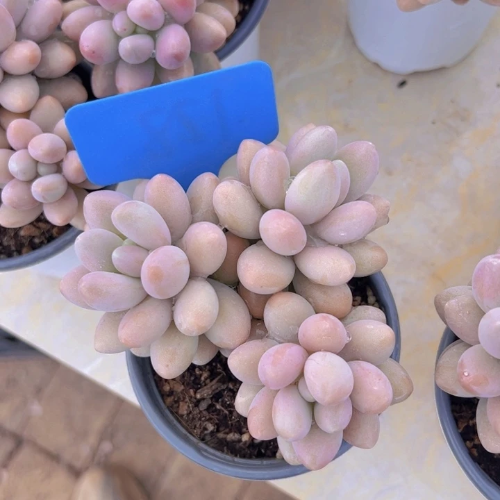 健健康康平平安安